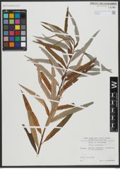 Foto von Salix viminalis L.
